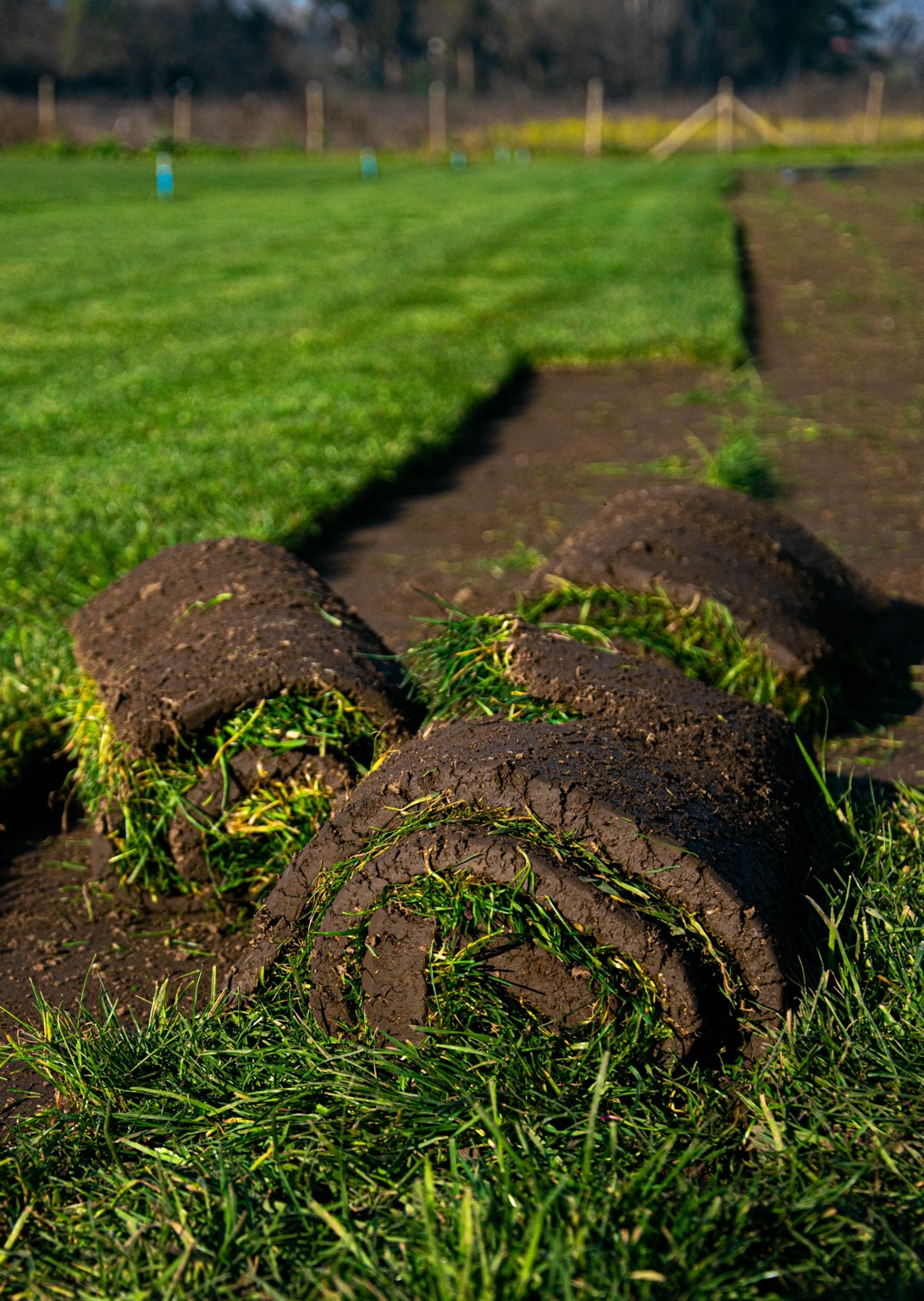 Pasto en rollo en Talca